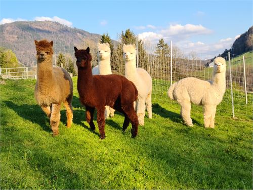 Unsere Alpakas Shadow, Linus, Rasputin, Cuba und Robin